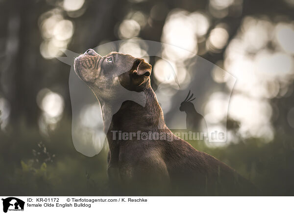 female Olde English Bulldog / KR-01172