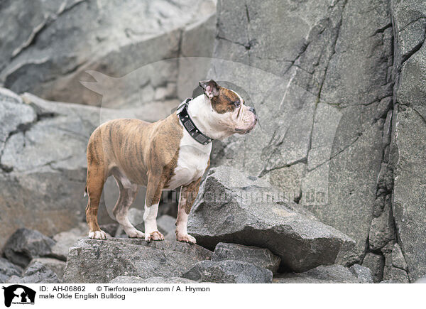 Olde English Bulldog Rde / male Olde English Bulldog / AH-06862