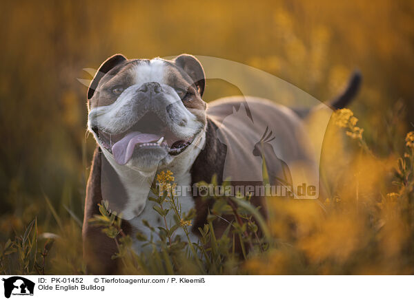 Olde English Bulldog / Olde English Bulldog / PK-01452