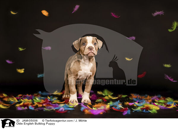 Olde English Bulldog Welpe / Olde English Bulldog Puppy / JAM-05006