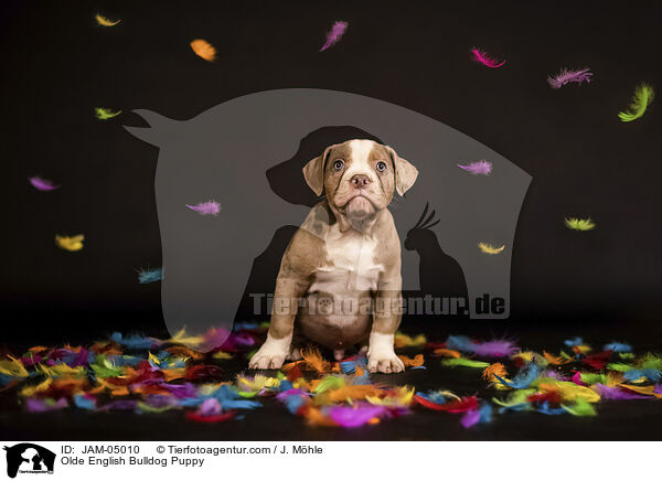 Olde English Bulldog Welpe / Olde English Bulldog Puppy / JAM-05010