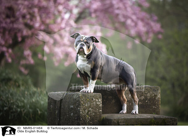 Olde English Bulldog / Olde English Bulldog / MARS-01464