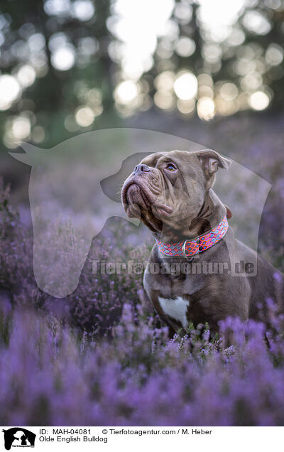Olde English Bulldog / Olde English Bulldog / MAH-04081