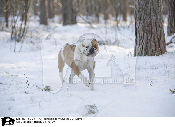 Olde English Bulldog im Schnee / Olde English Bulldog in snow / JM-18803