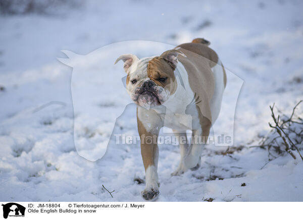 Olde English Bulldog im Schnee / Olde English Bulldog in snow / JM-18804