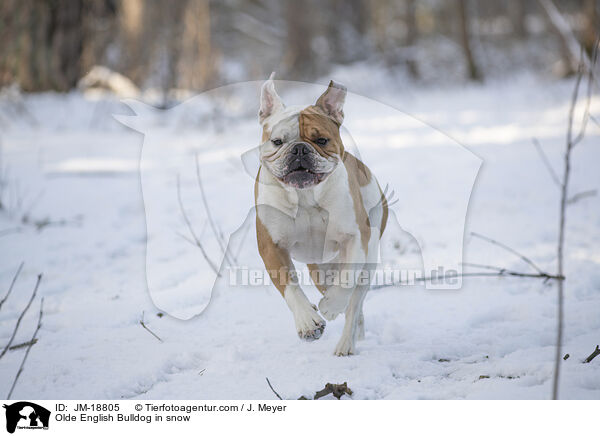 Olde English Bulldog im Schnee / Olde English Bulldog in snow / JM-18805