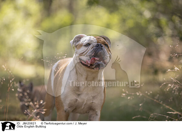 Olde English Bulldog / Olde English Bulldog / JM-20621