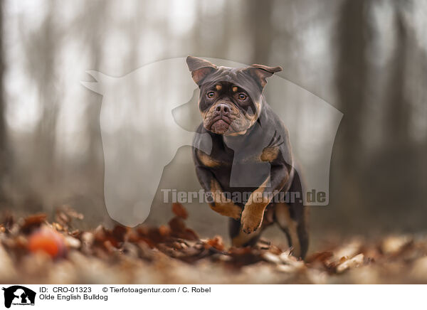 Olde English Bulldog / Olde English Bulldog / CRO-01323