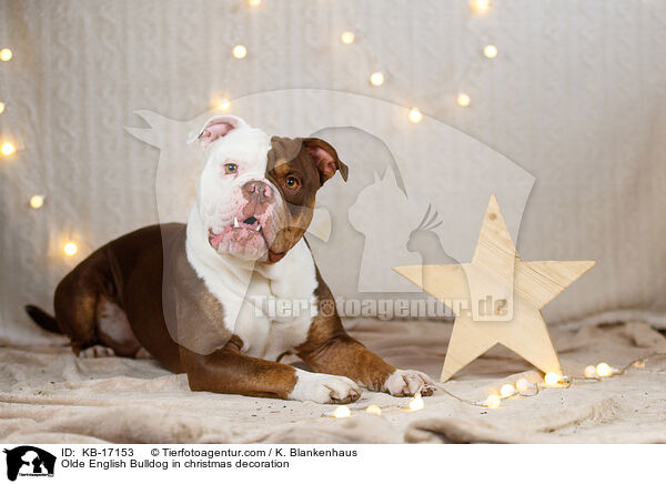 Olde English Bulldog in Weihnachtsdeko / Olde English Bulldog in christmas decoration / KB-17153