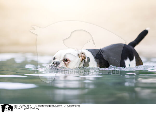 Olde English Bulldog / Olde English Bulldog / JQ-02157