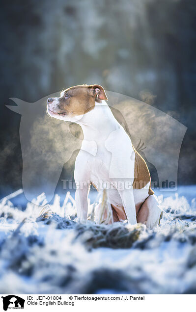 Olde English Bulldog / Olde English Bulldog / JEP-01804