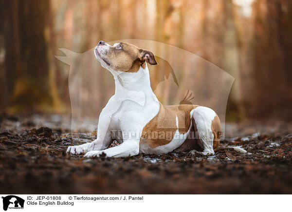Olde English Bulldog / Olde English Bulldog / JEP-01808