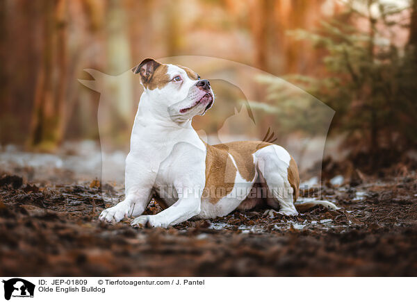 Olde English Bulldog / Olde English Bulldog / JEP-01809