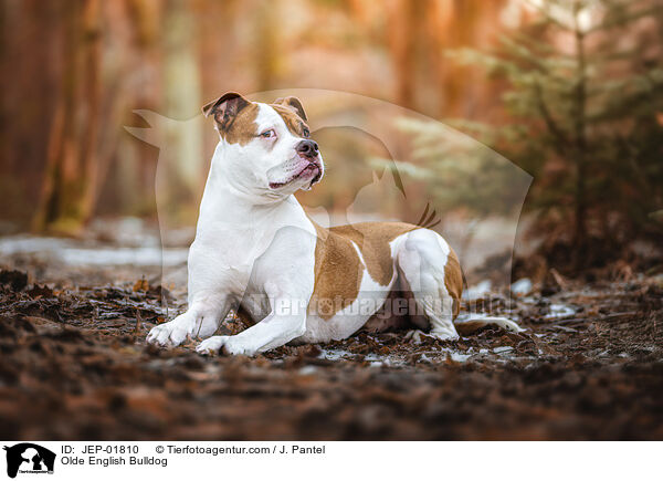 Olde English Bulldog / Olde English Bulldog / JEP-01810