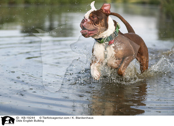 Olde English Bulldog / Olde English Bulldog / KB-19244