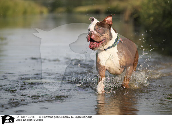 Olde English Bulldog / Olde English Bulldog / KB-19246