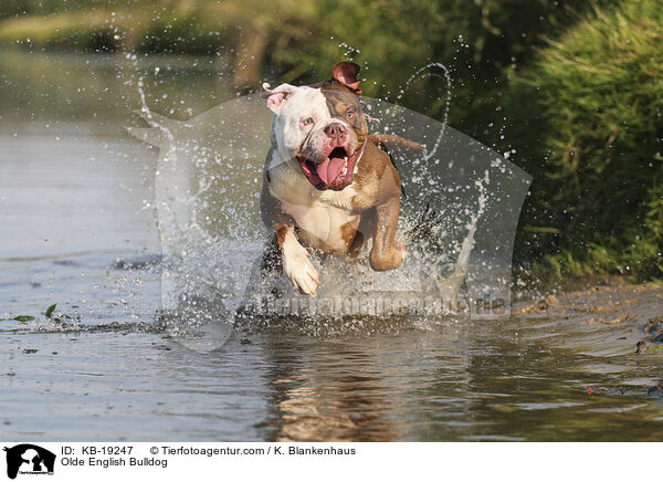 Olde English Bulldog / Olde English Bulldog / KB-19247
