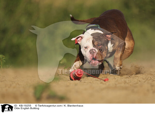 Olde English Bulldog / Olde English Bulldog / KB-19255