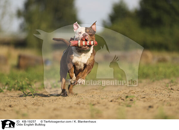 Olde English Bulldog / Olde English Bulldog / KB-19257