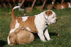 Olde English Bulldogs