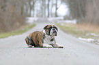 Olde English Bulldog