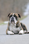 Olde English Bulldog