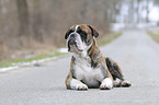 Olde English Bulldog