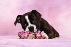 Olde English Bulldog Puppy