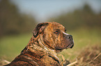 Olde English Bulldog Portrait