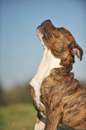 Olde English Bulldog Portrait