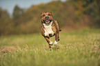 running Olde English Bulldog