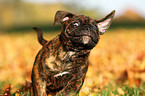 Olde English Bulldog Puppy