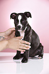 Olde English Bulldog Puppy