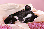 Olde English Bulldog Puppy