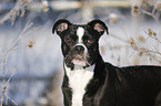 Olde English Bulldog  in snow