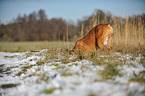 digging Olde English Bulldog