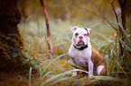 sitting Olde English Bulldog