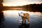 bathing Olde English Bulldog