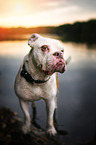 Olde English Bulldog