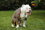 sitting Olde English Bulldog