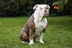 sitting Olde English Bulldog