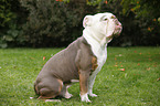 sitting Olde English Bulldog