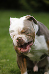 Olde English Bulldog Portrait
