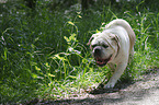 walking Olde English Bulldog