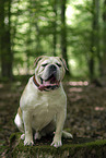 sitting Olde English Bulldog