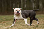 walking Olde English Bulldog
