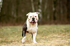 Olde English Bulldog