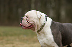 Olde English Bulldog Portrait
