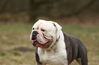 Olde English Bulldog Portrait