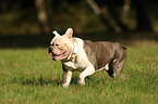 running Olde English Bulldog